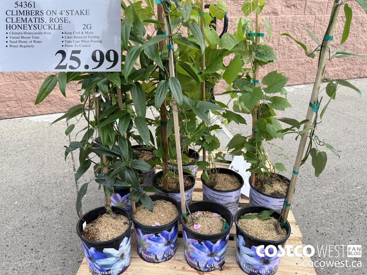 54361 CLIMBERS ON 4' STAKE CLEMATIS, ROSE, HONEYSUCKLE 2G $25.99