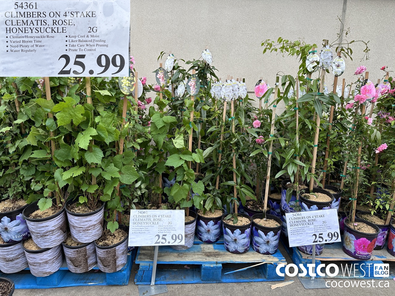 Costco Spring Garden Centre 2024 Superpost: Plants, Flowers, Trees ...