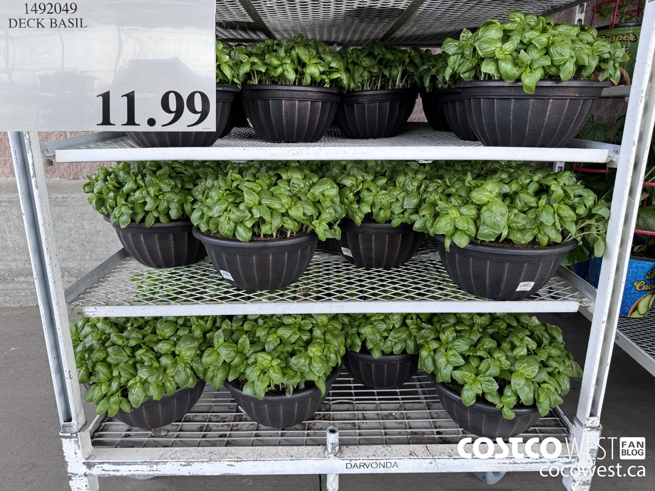 1492049 DECK BASIL  $11.99