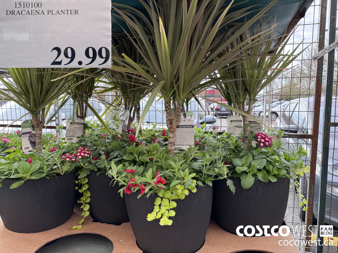 1510100 DRACAENA PLANTER $29.99