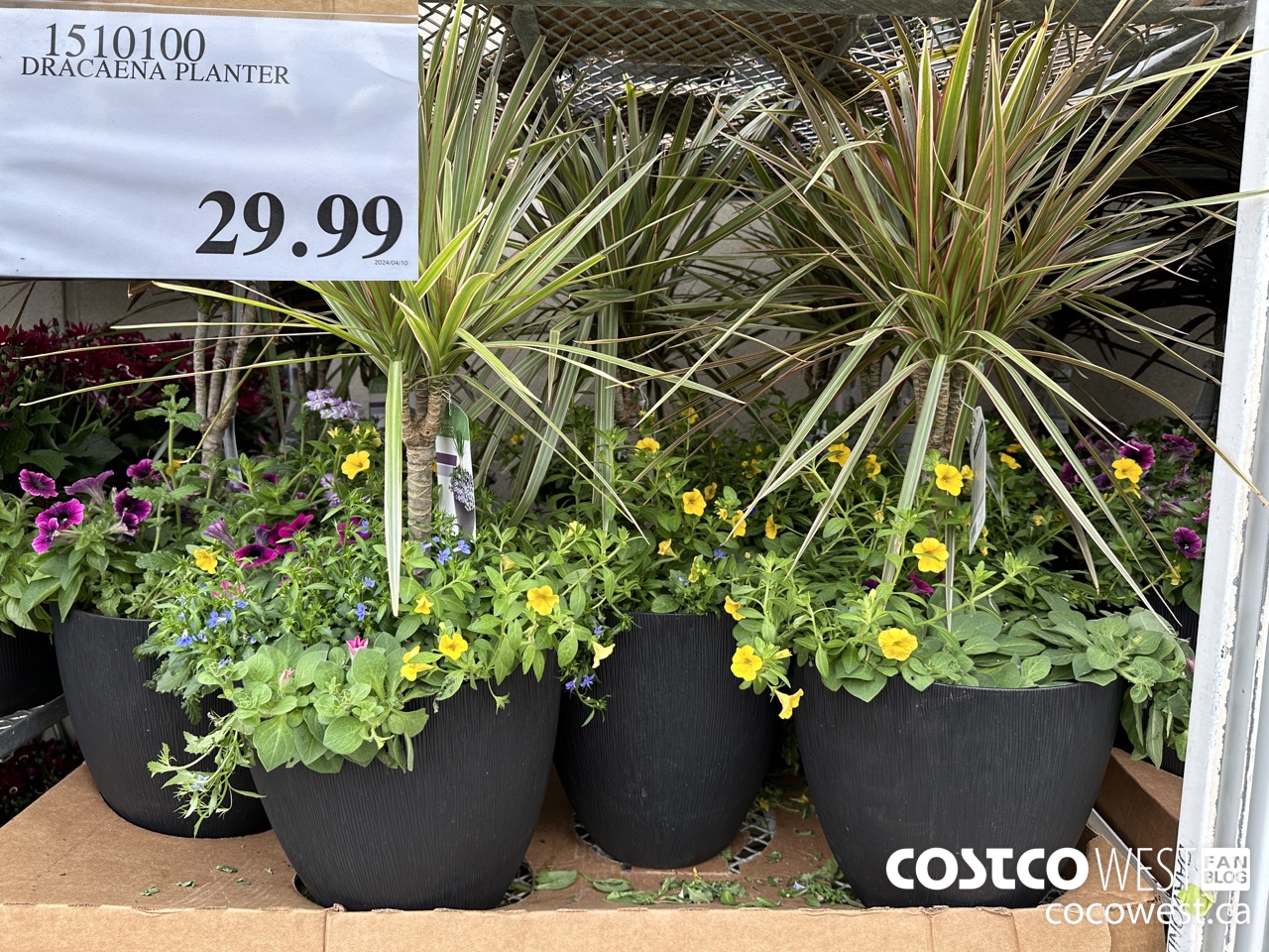 Costco Spring Garden Centre 2024 Superpost: Plants, Flowers, Trees ...