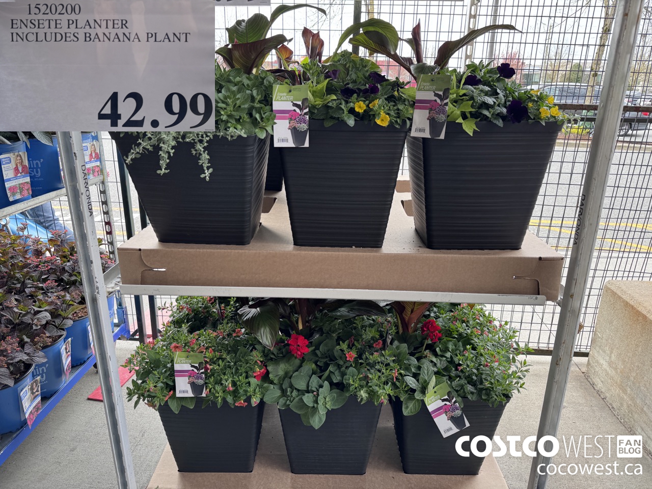 1520200 ENSETE PLANTER INCLUDES BANANA PLANT $42.99