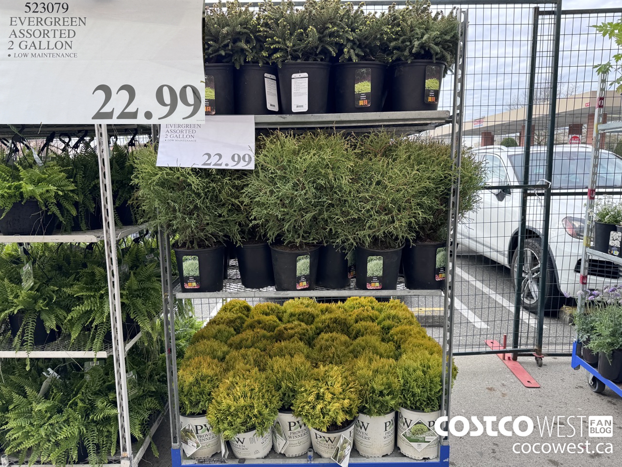 523079 EVERGREEN ASSORTED 2 GALLON $22.99