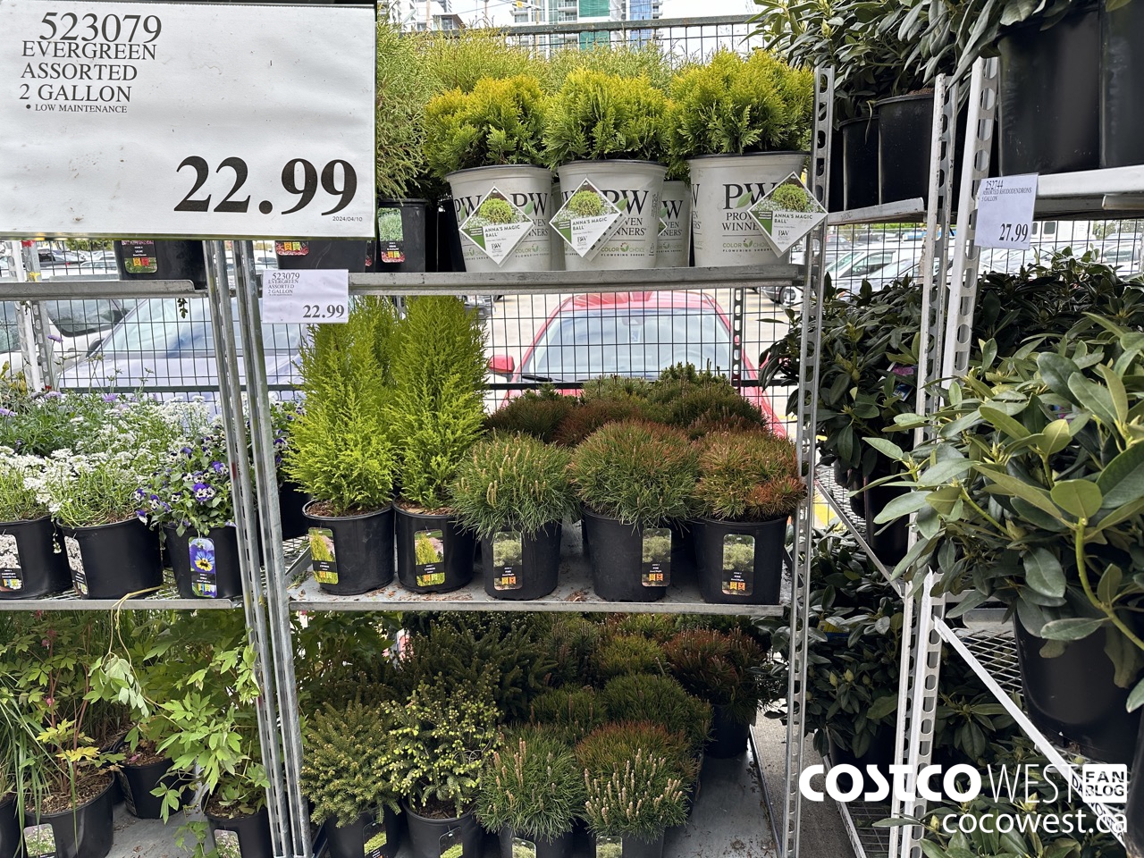 523079 EVERGREEN ASSORTED 2 GALLON $22.99