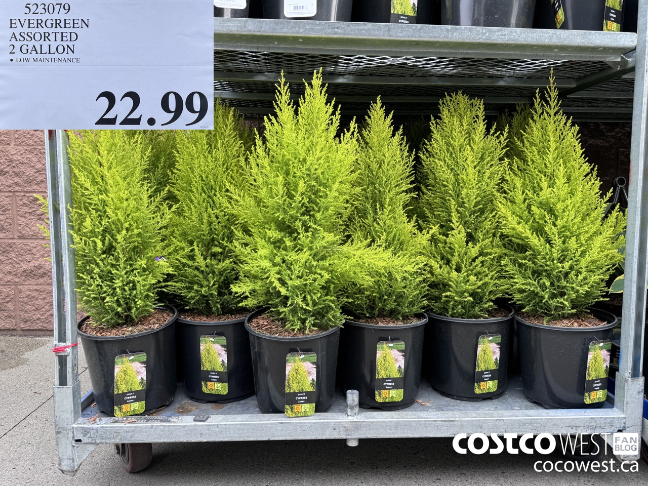 523072 EVERGREEN ASSORTED 2 GALLON LOW MAINTENANCE  $22.99