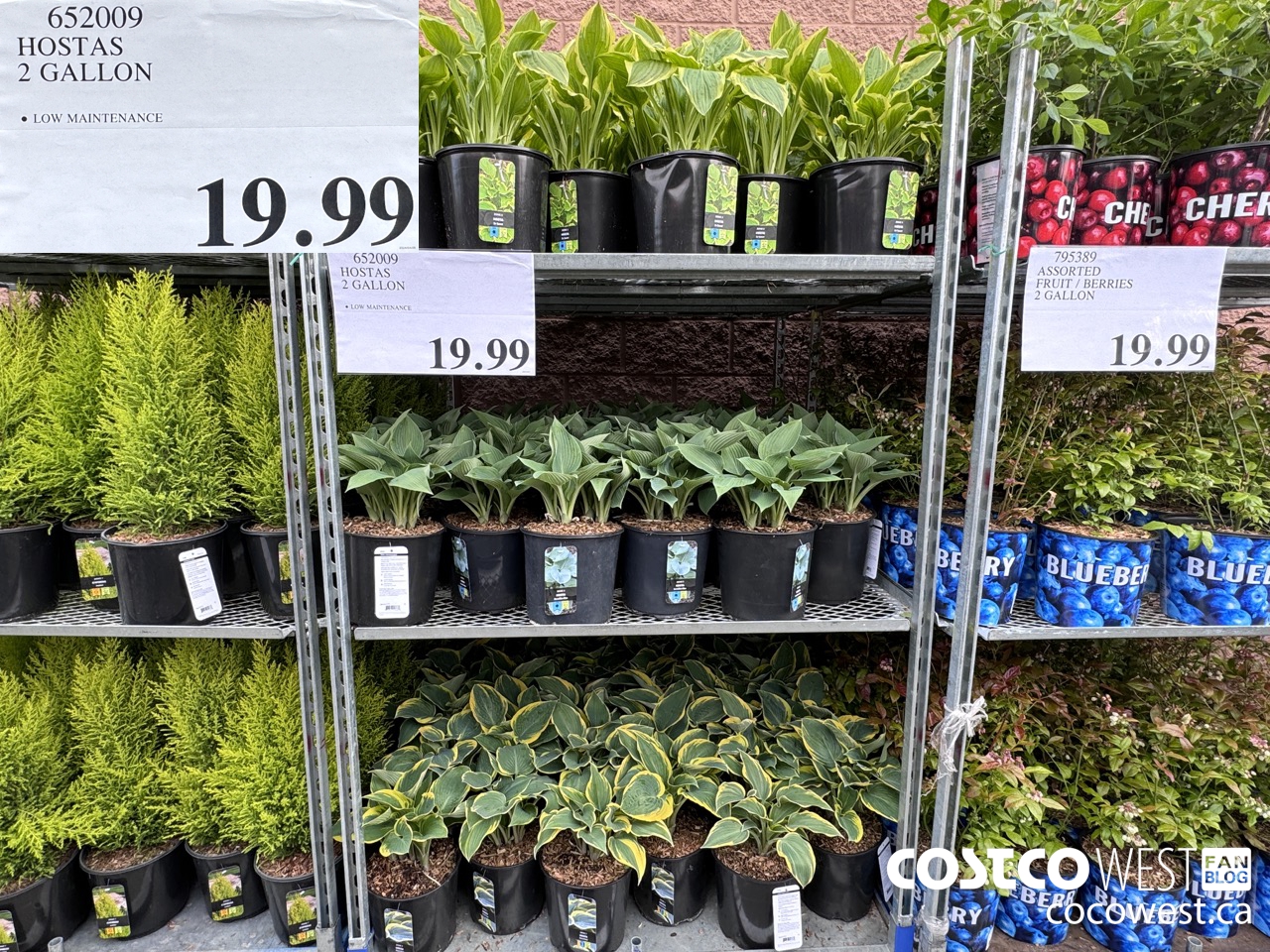 652009 HOSTAS 2 GALLON $19.99