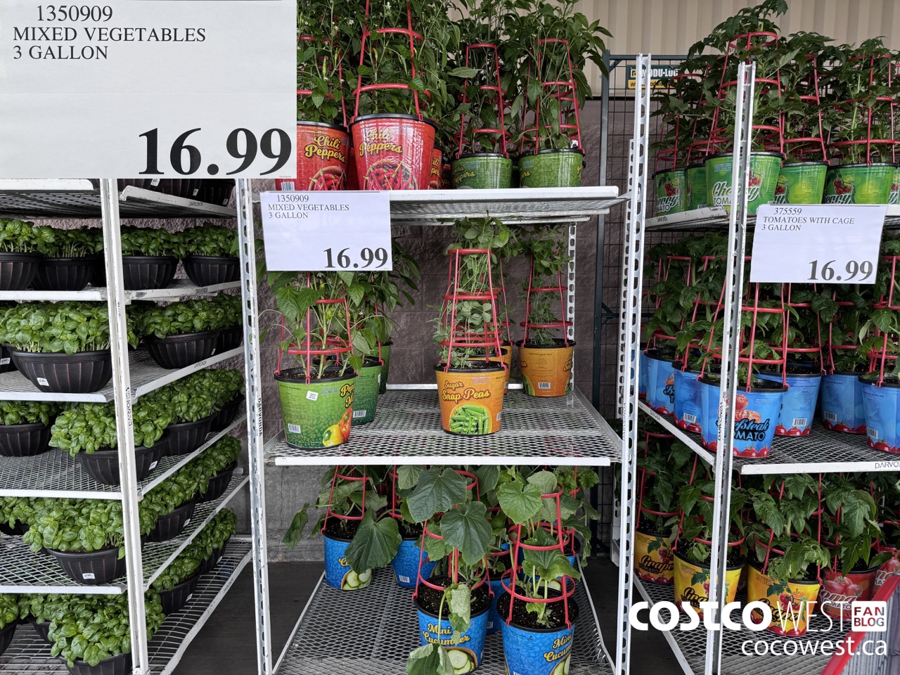 1350909 MIXED VEGETABLES 3 GALLON $16.99