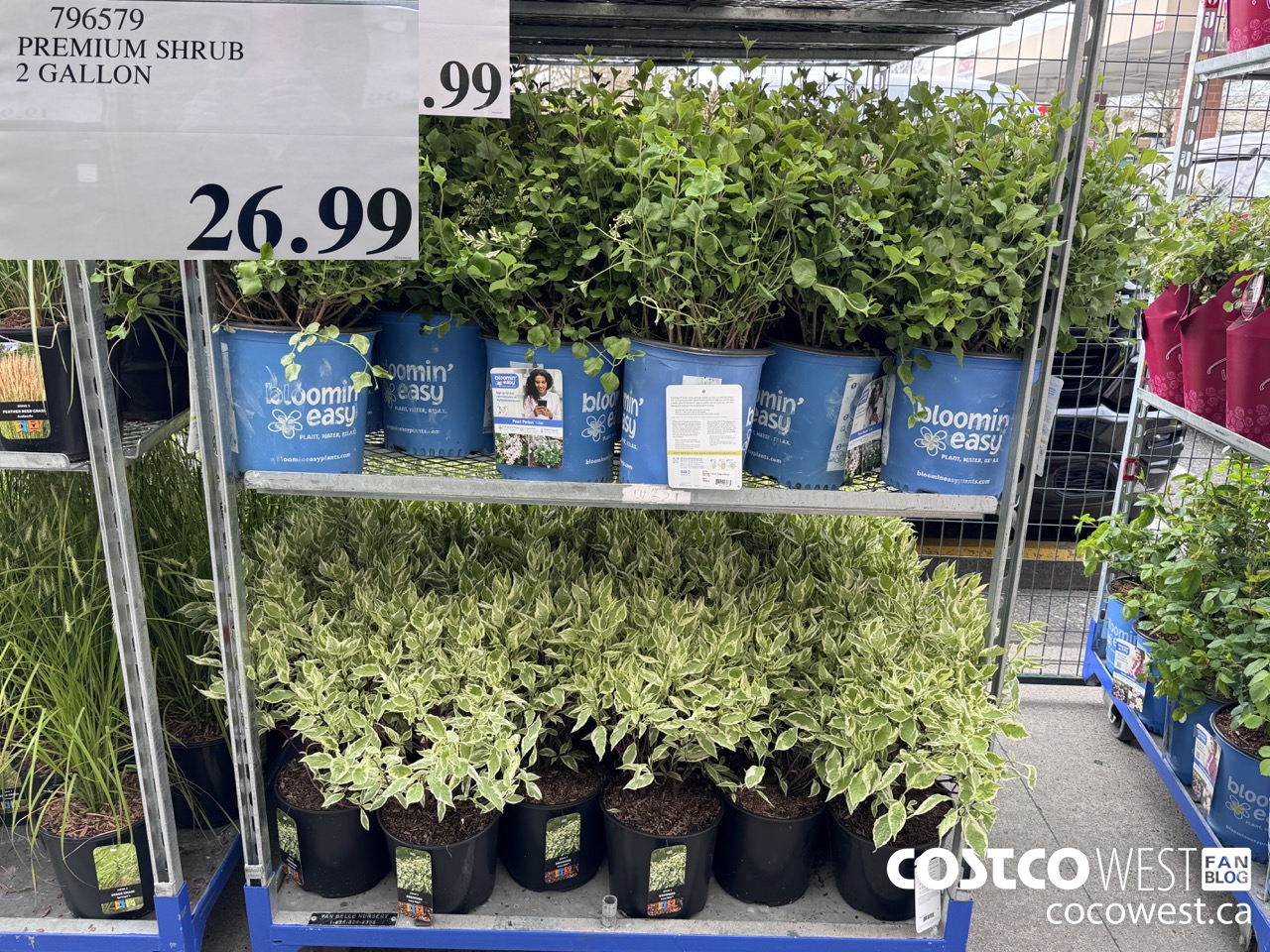 796579 PREMIUM SHRUB 2 GALLON $26.99