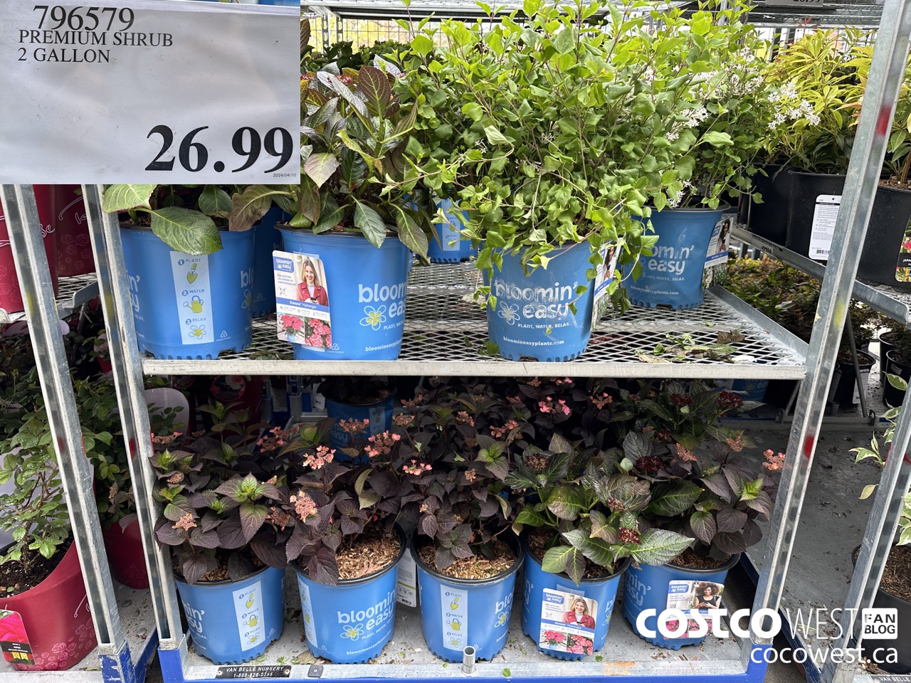 796579 PREMIUM SHRUB 2 GALLON $26.99
