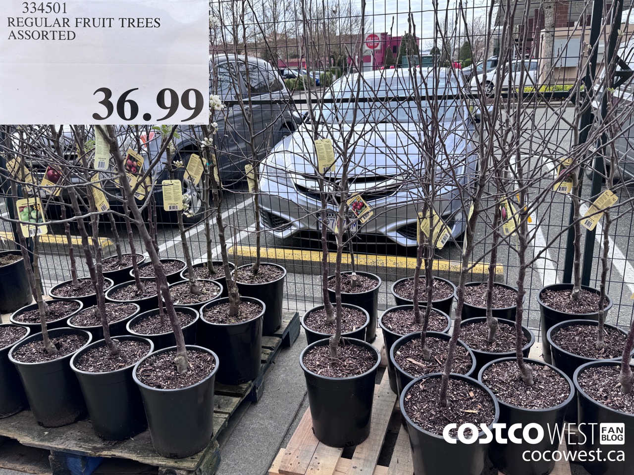 334501 REGULAR FRUIT TREES ASSORTED $36.99