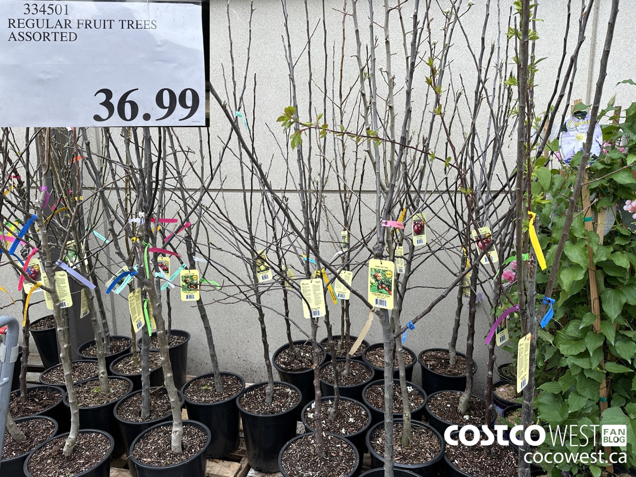 334501 REGULAR FRUIT TREES ASSORTED $36.99