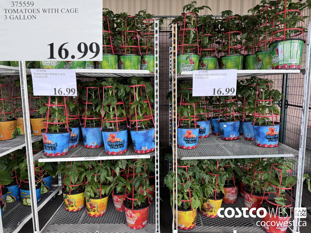 375559 TOMATOES WITH CAGE 3 GALLON $16.99