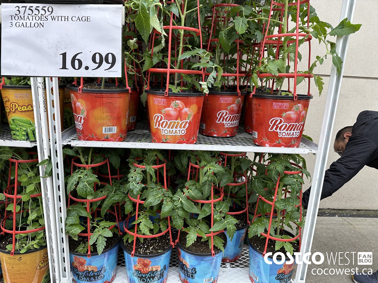 375559 TOMATOES WITH CAGE 3 GALLON  $16.99