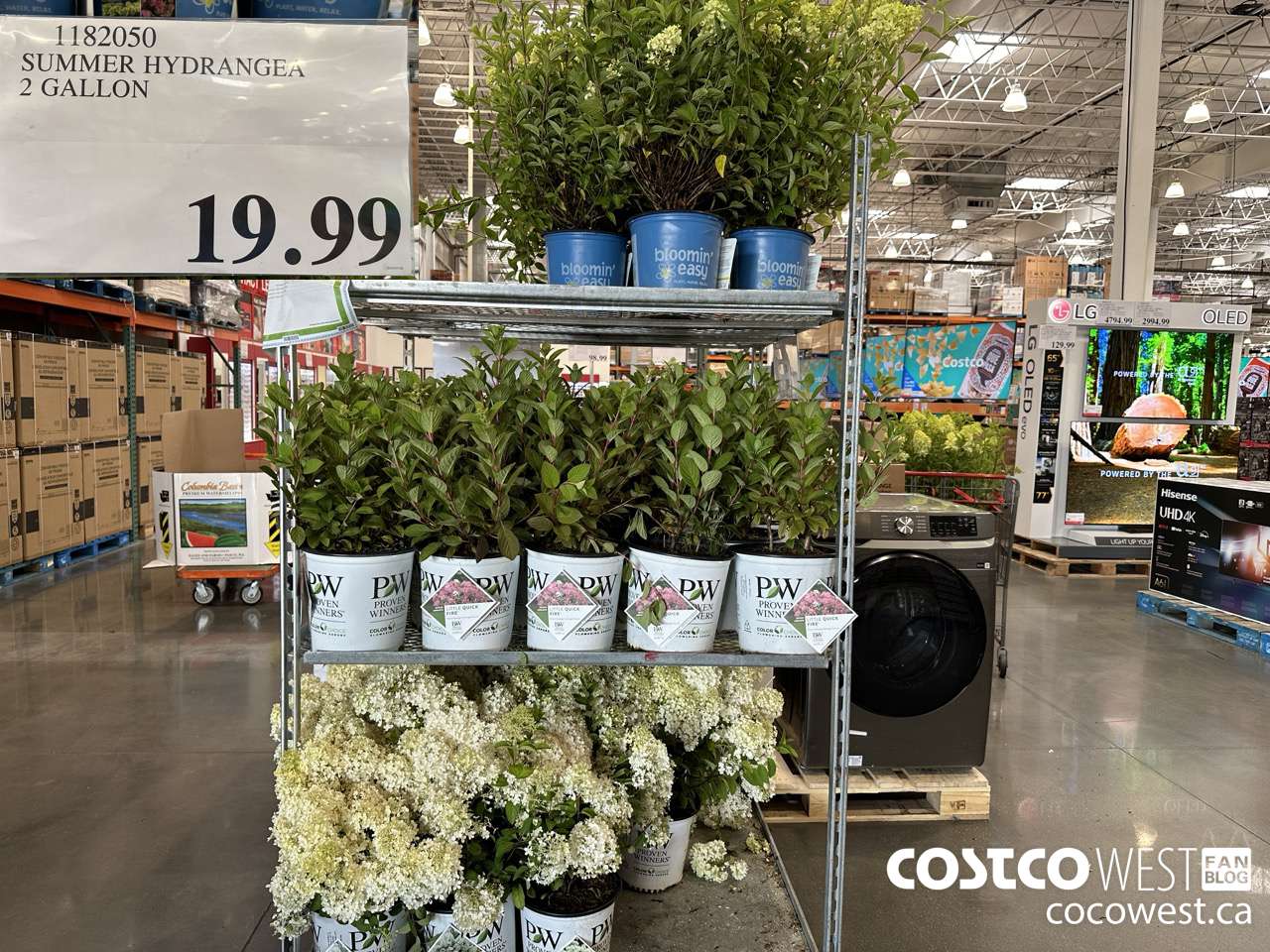 1882050 SUMMER HYDRANGEA 2 GALLON $19.99