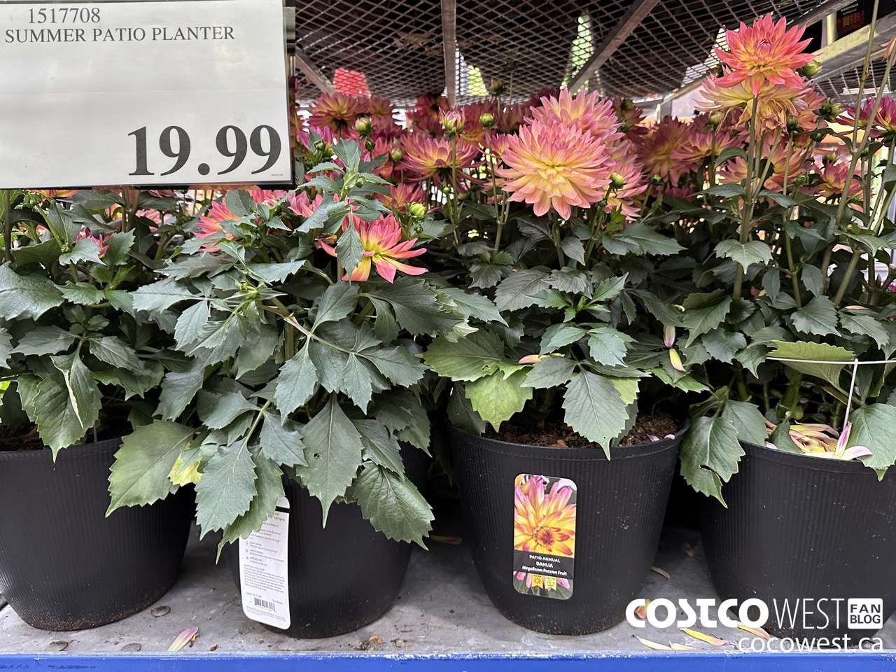 1517708 SUMMER PATIO PLANTER $19.99