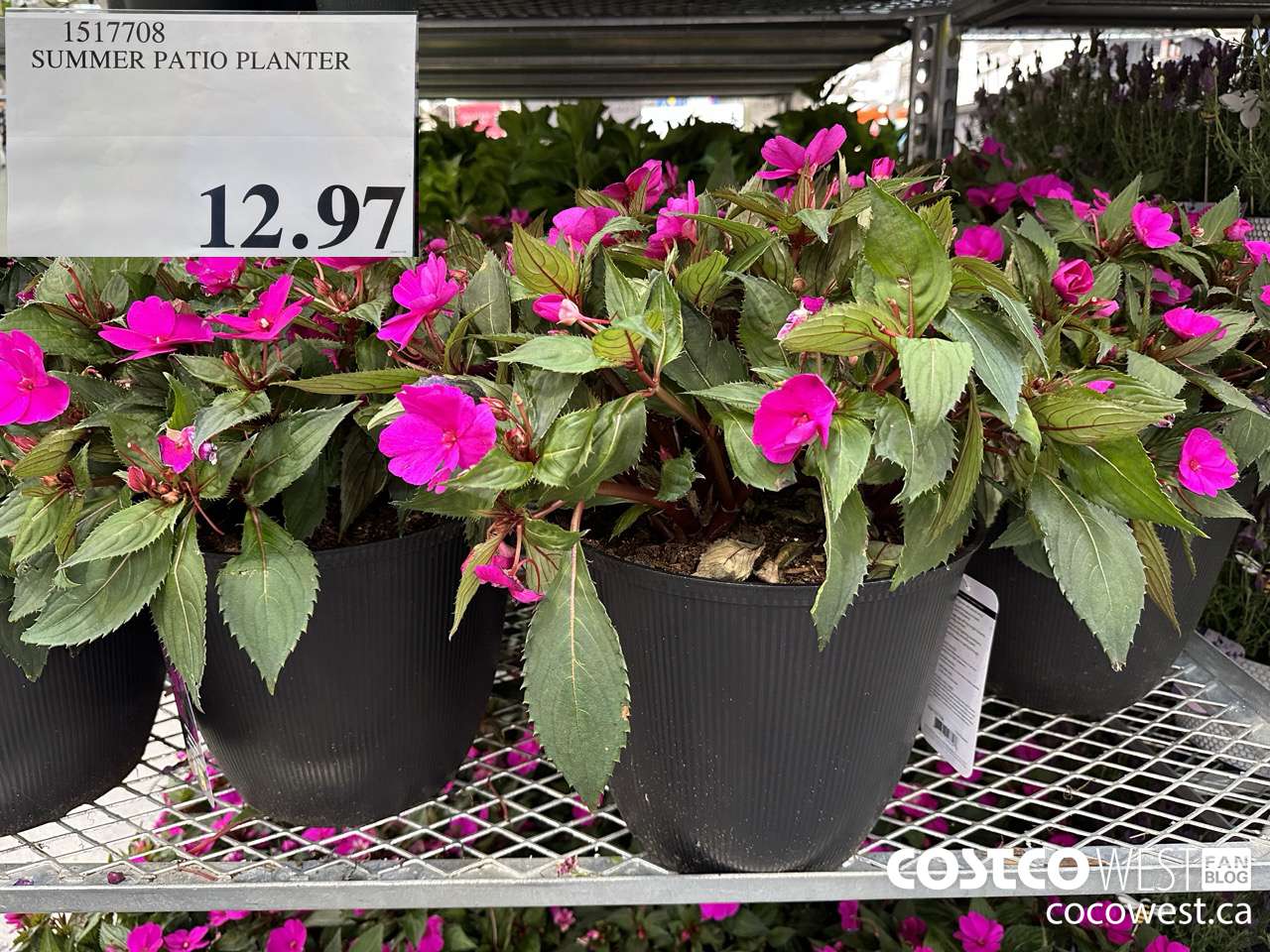 1517708 SUMMER PATIO PLANTER $12.97