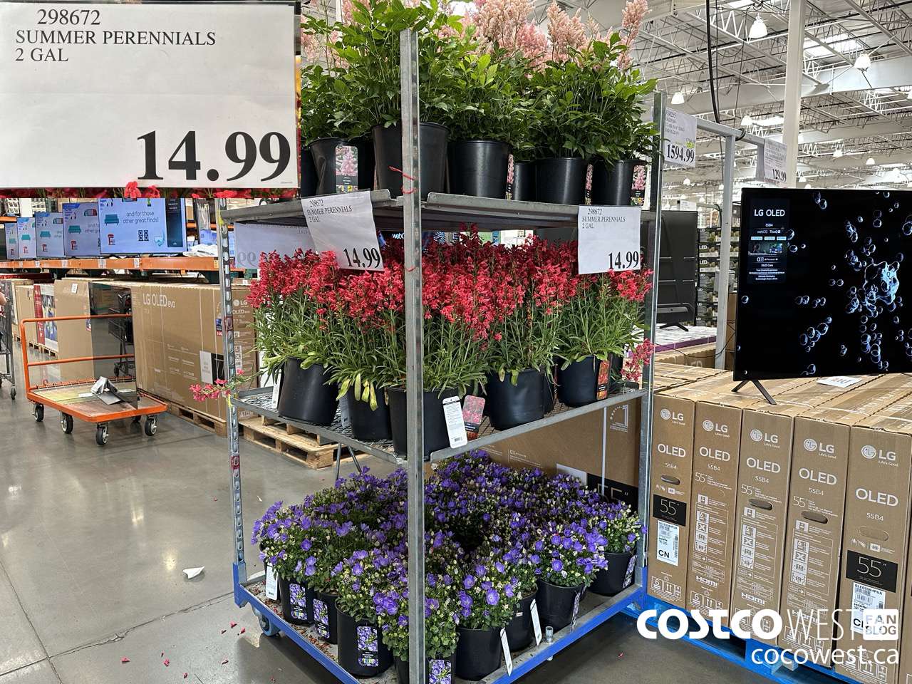 298672 SUMMER PERENIALS 2 GAL $14.99