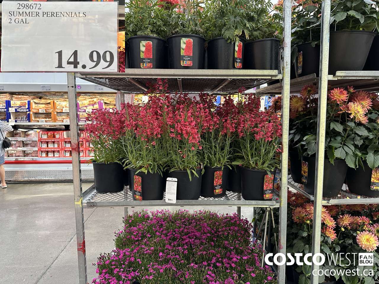 298672 SUMMER PERENIALS 2 GAL $14.99