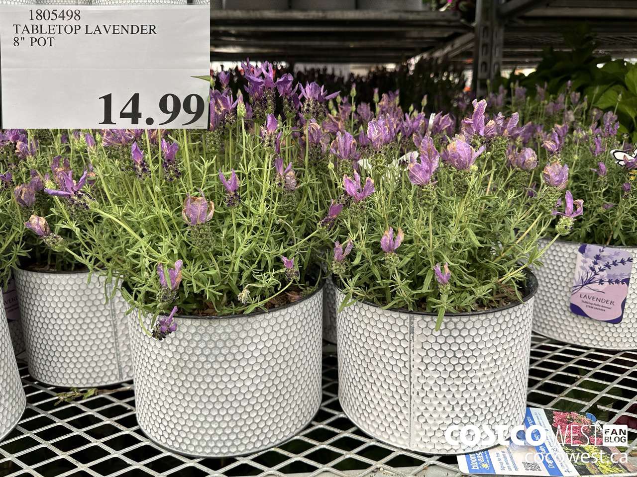 1805498 TABLETOP LAVENDER 8