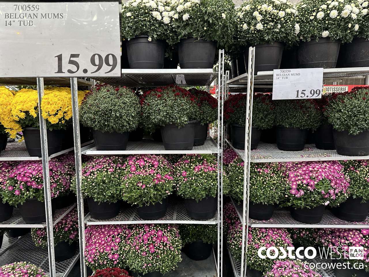 700559 BELGIAN MUMS 14