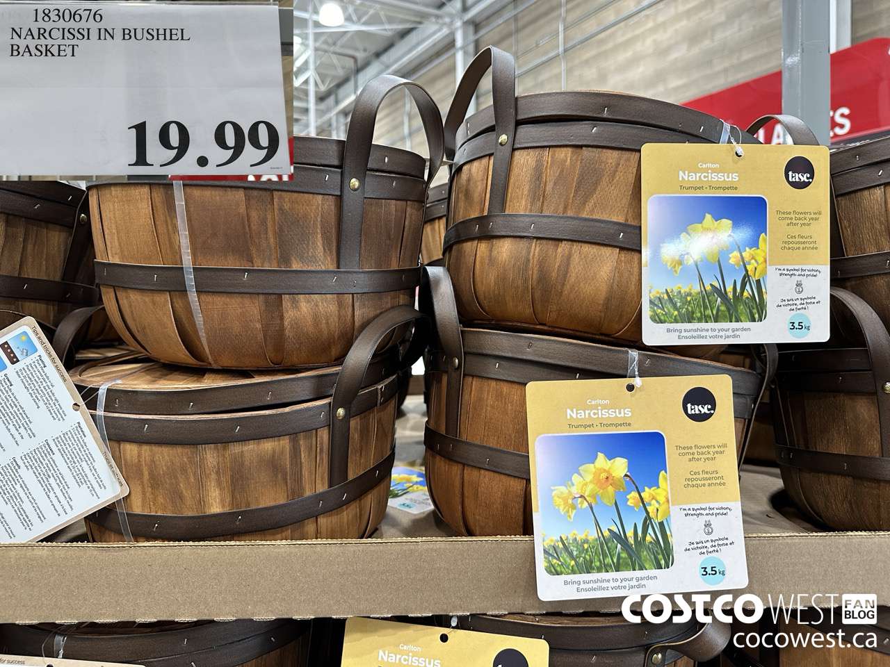 1830676 NARCISSI IN BUSHEL BASKET $19.99