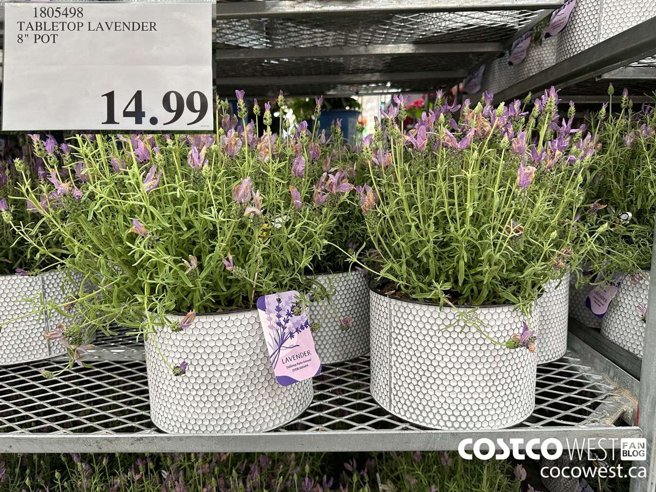 1805498 TABLETOP LAVENDER 8