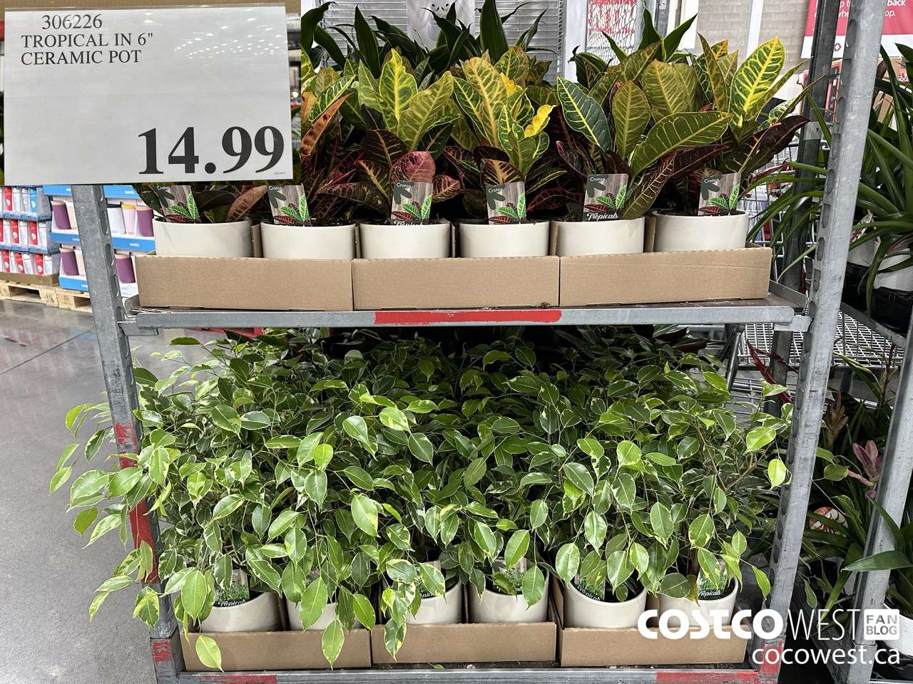 306226 TROPICAL IN 6