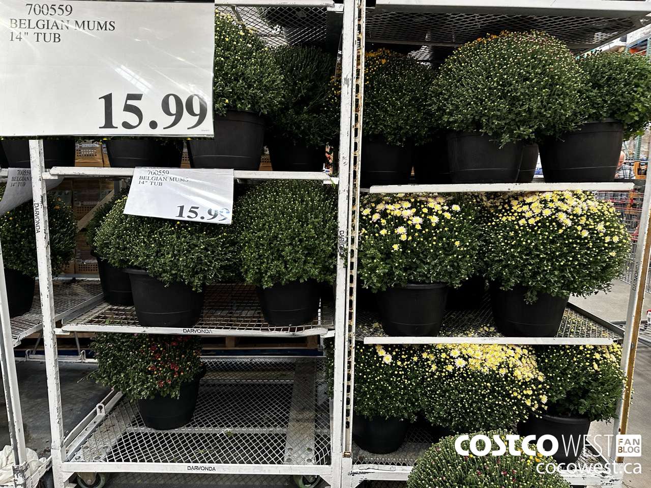 700559 BELGIAN MUMS 14