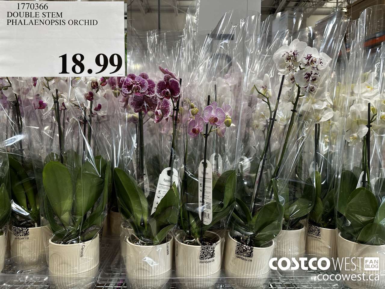 1770366 DOUBLE STEM PHALAENOPSIS ORCHID $18.99