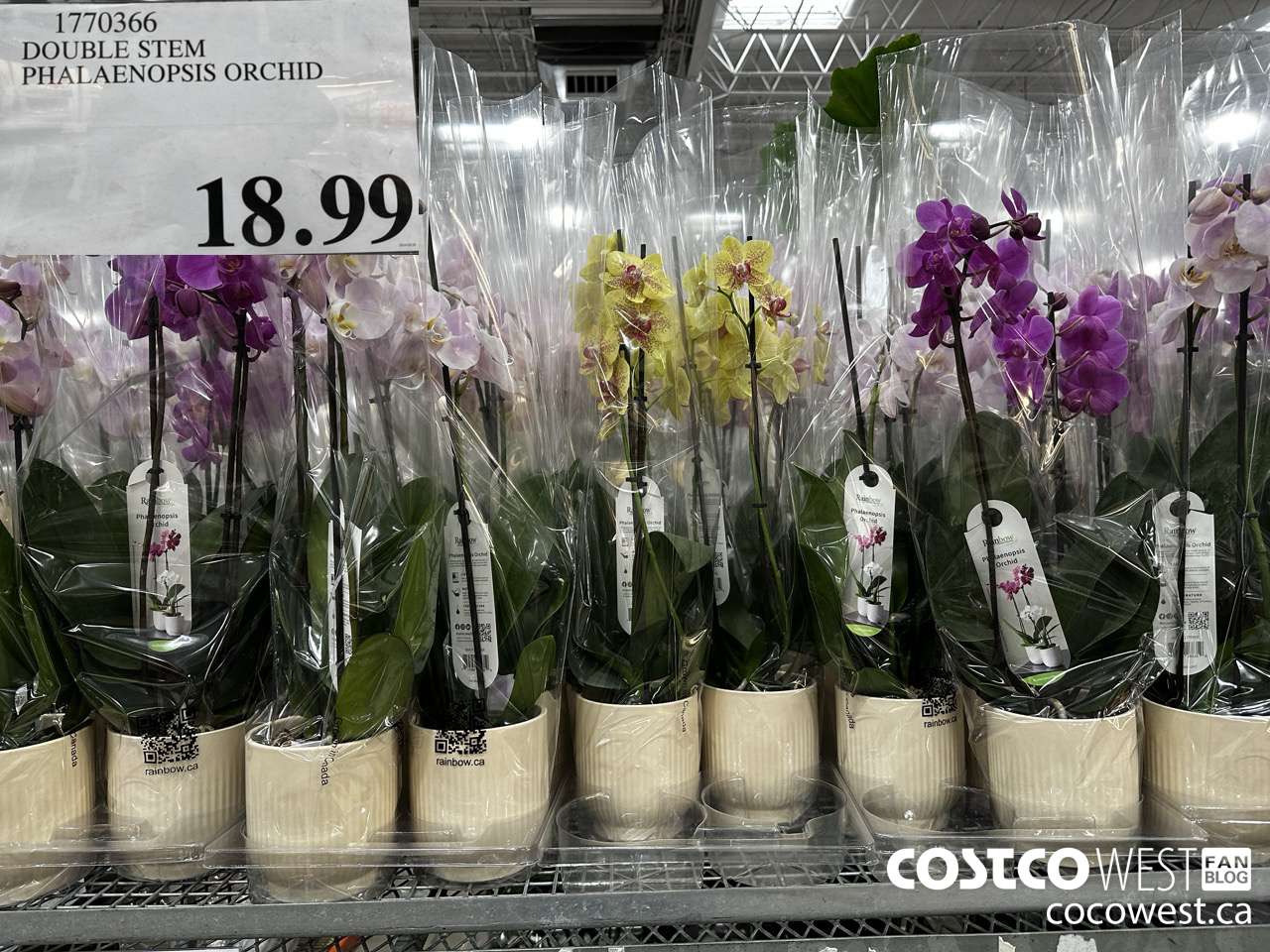 1770366 DOUBLE STEM PHALAENOPSIS ORCHID $18.99
