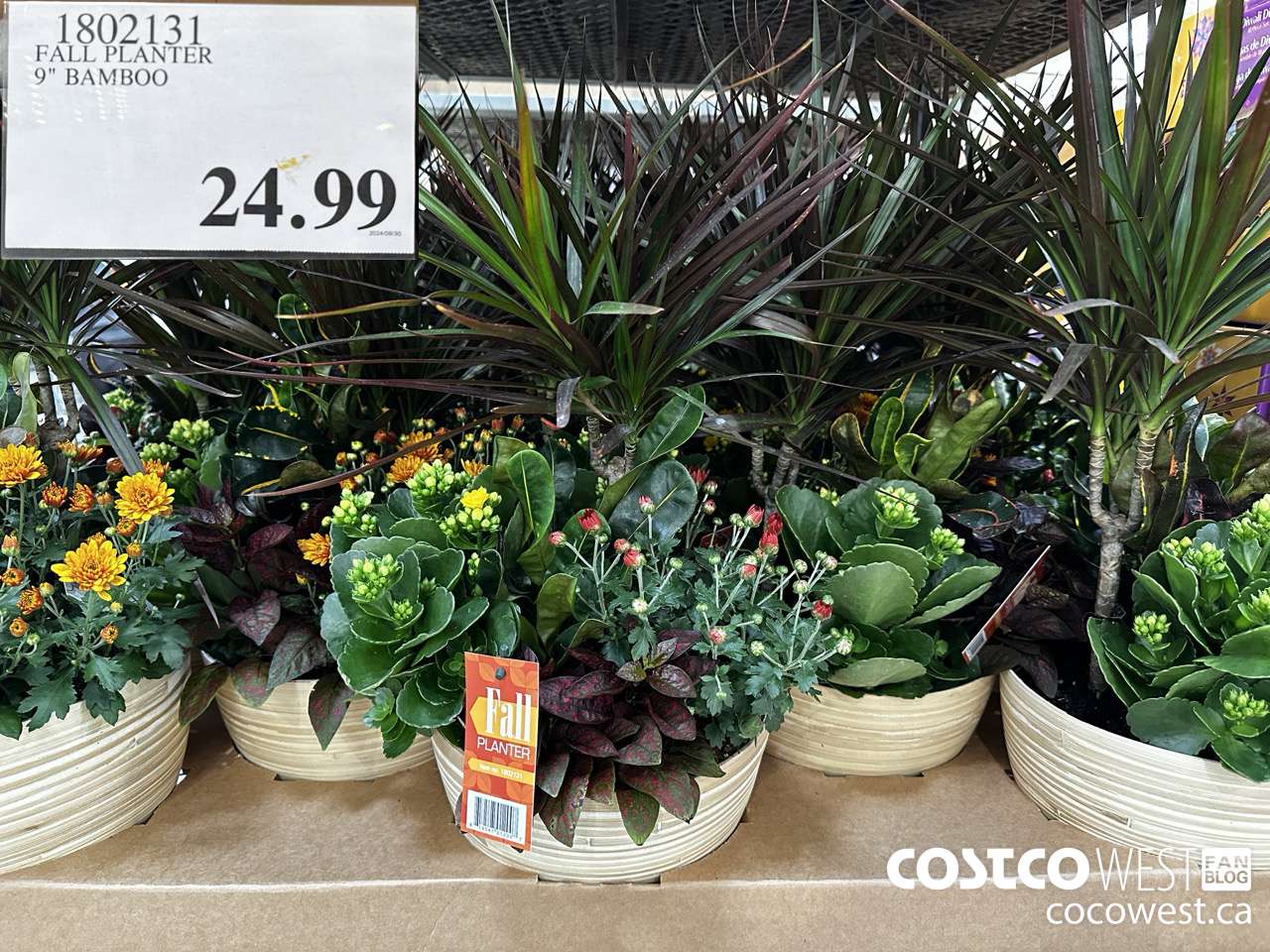 1802131 FALL PLANTER 9