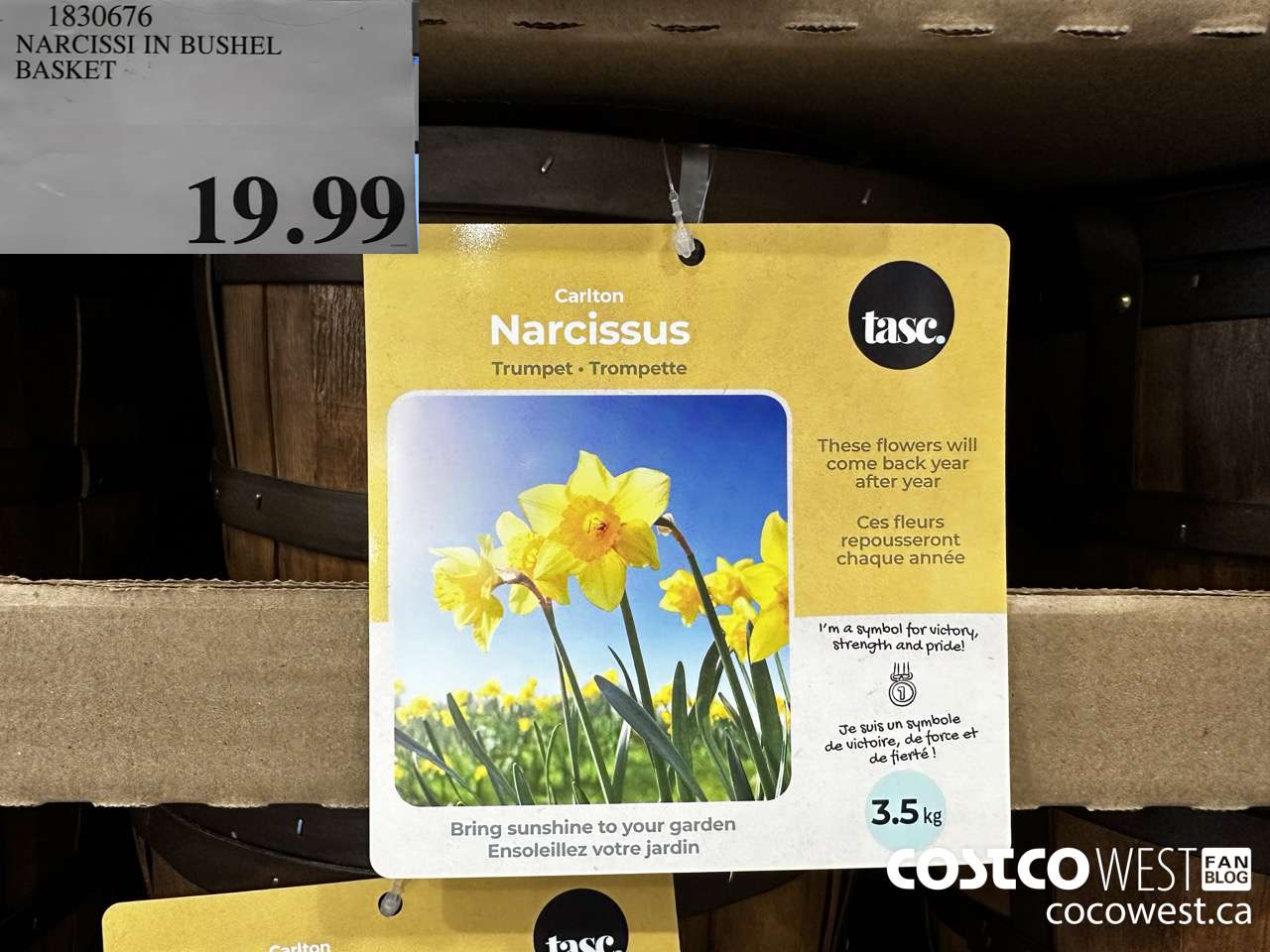 1830676 NARCISSI IN BUSHEL BASKET $19.99