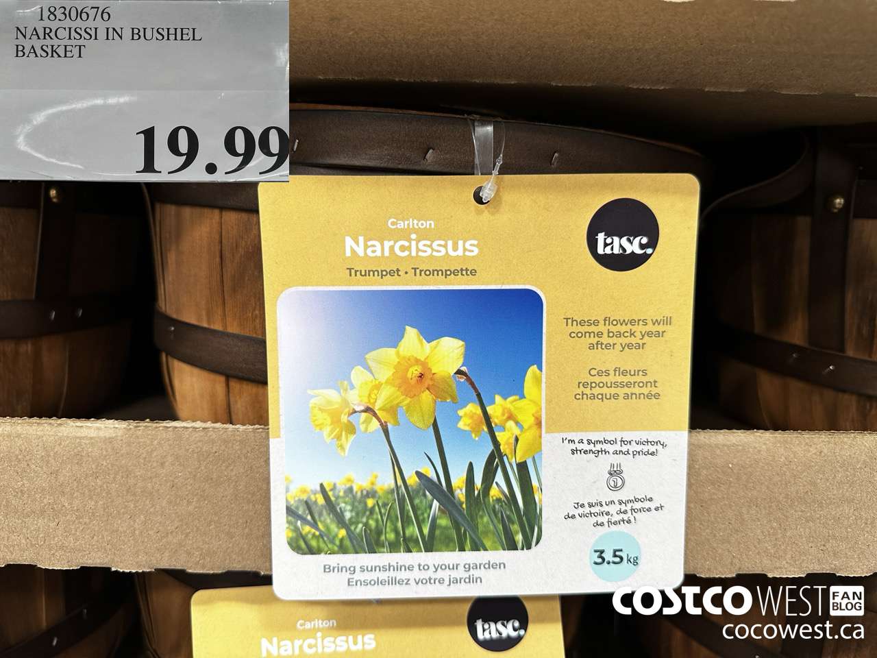 1830676 NARCISSI IN BUSHEL BASKET $19.99