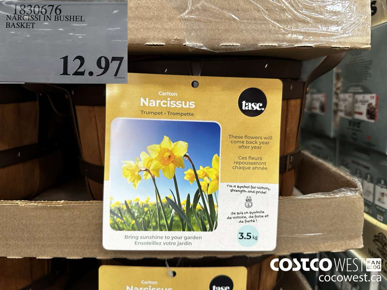 1830676 NARCISSI IN BUSHEL BASKET $12.97