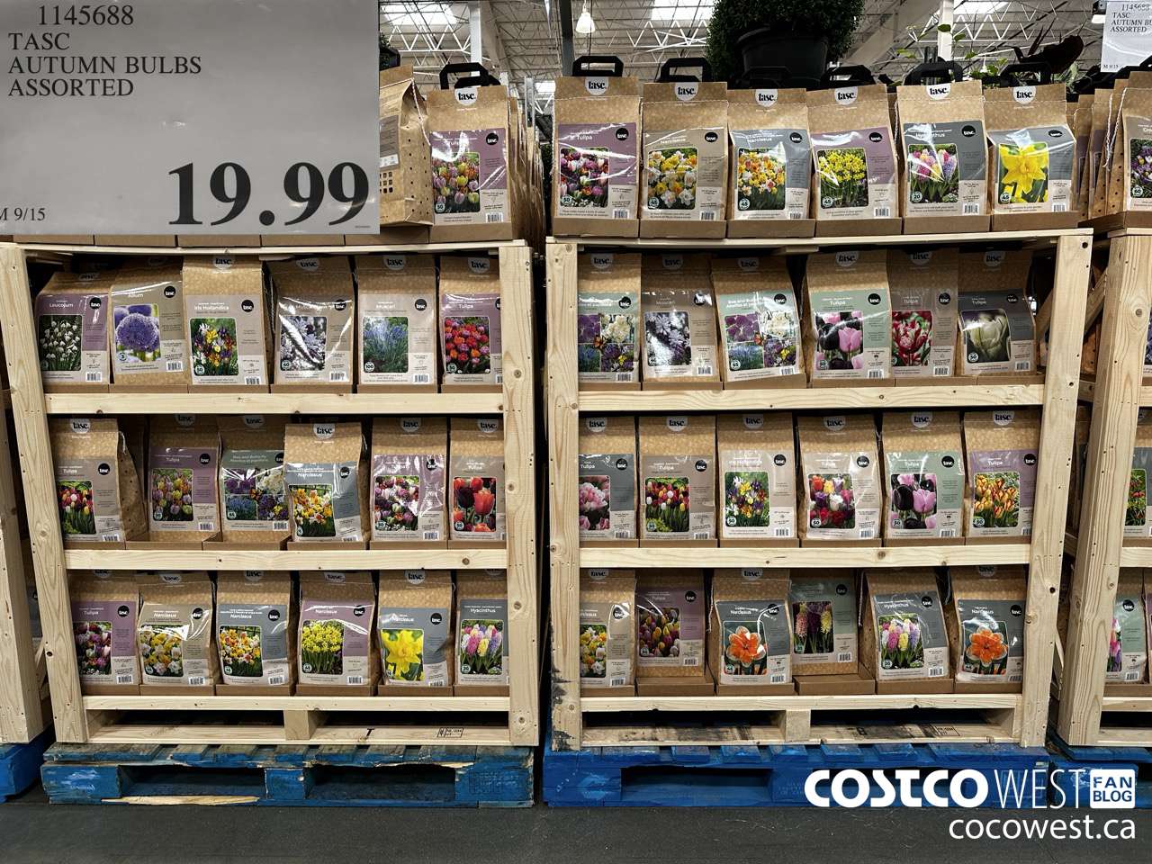 1145688 TASC AUTUMN BULBS ASSORTED $19.99