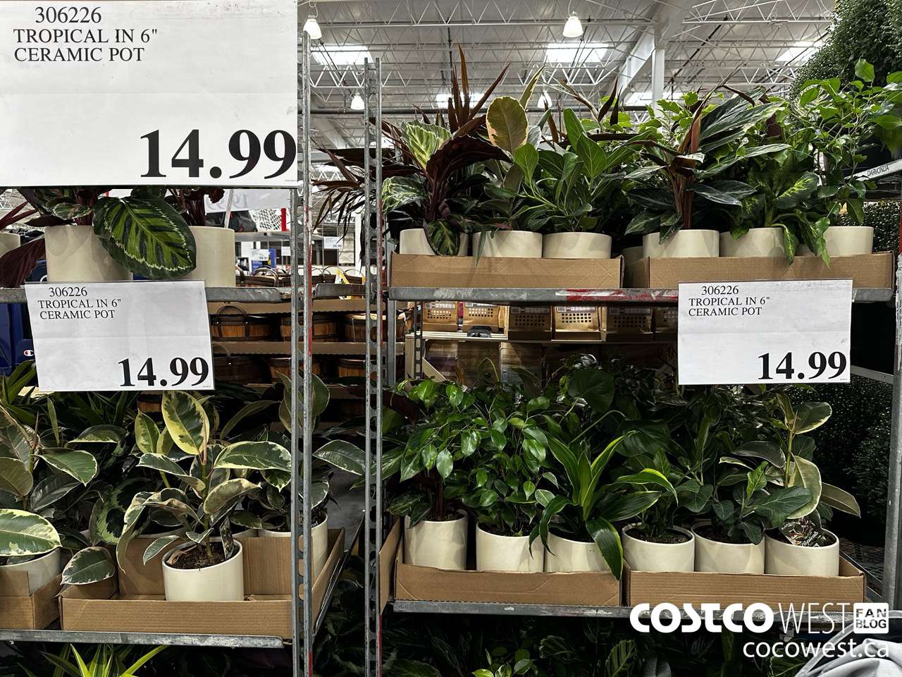 306226 TROPICAL IN 6