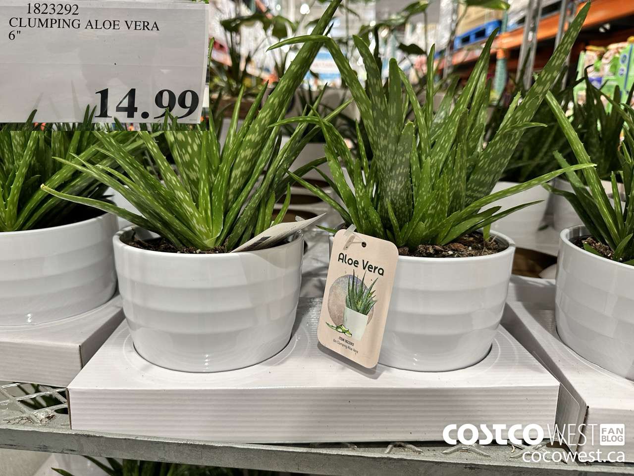 1823292 CLUMPING ALOE VERA 6