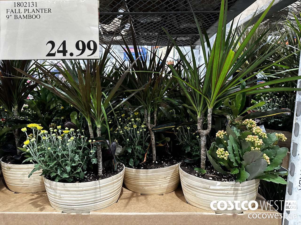 1802131 FALL PLANTER 9