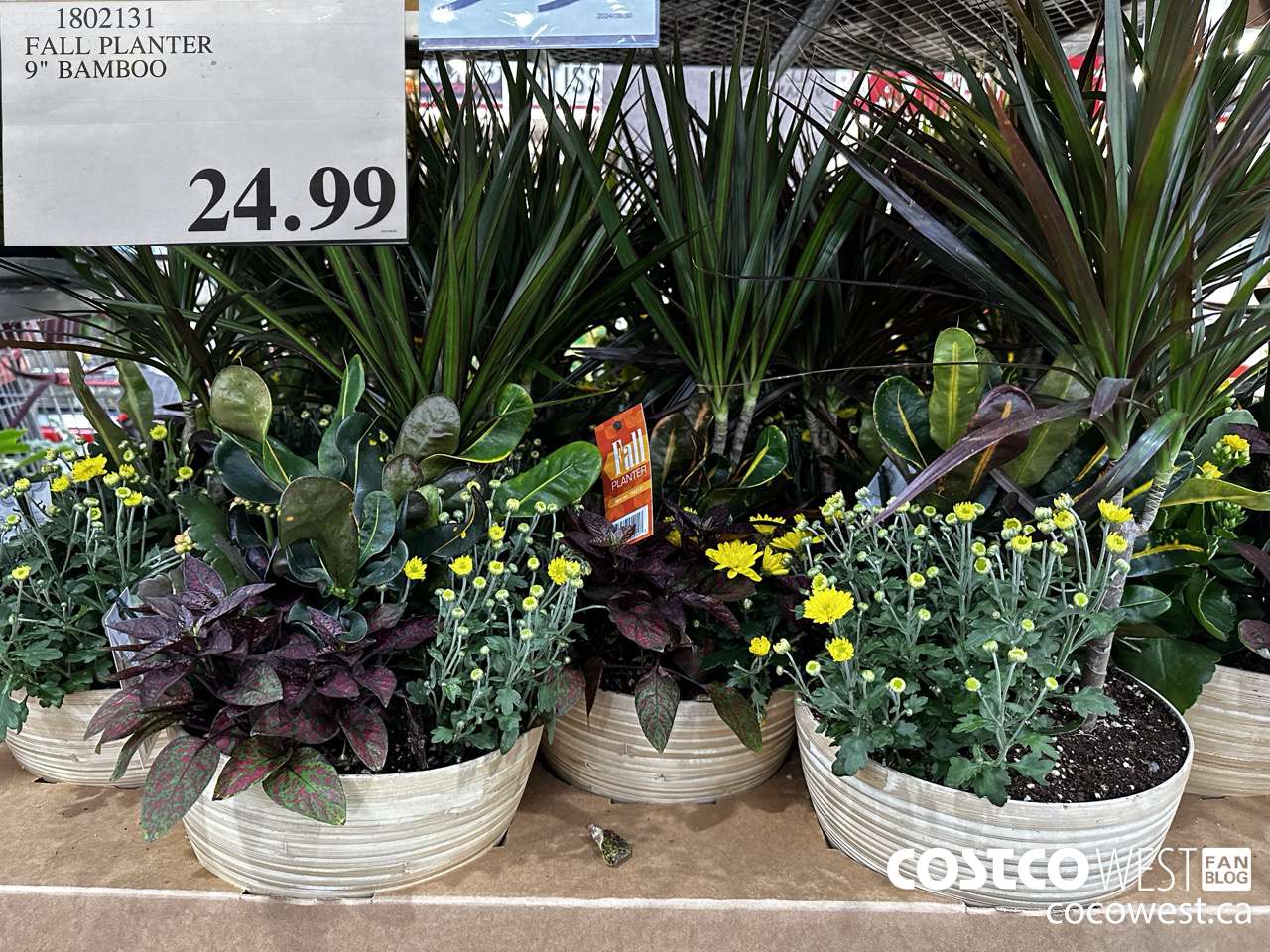 1802131 FALL PLANTER 9