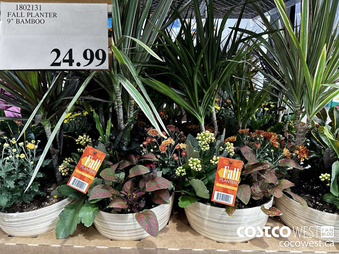 1802131 FALL PLANTER 9