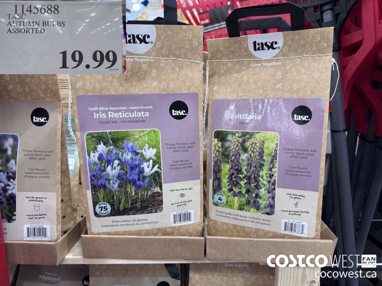 1145688 TASC AUTUMN BULBS ASSORTED $19.99