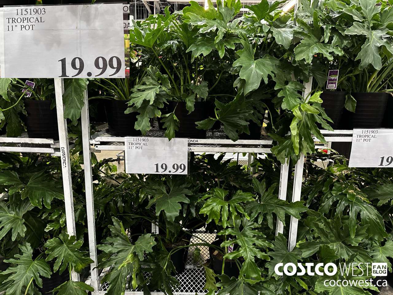 1151903 TROPICAL 11