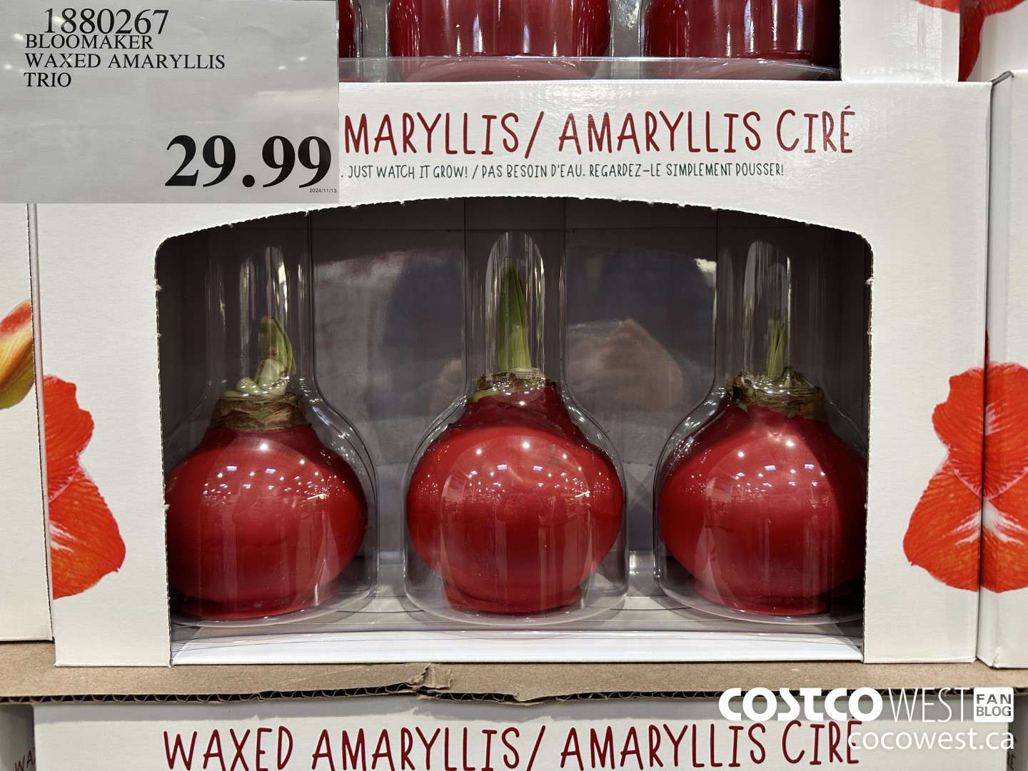 1880267 BLOOMAKER WAXED AMARYLLIS TRIO  $29.99