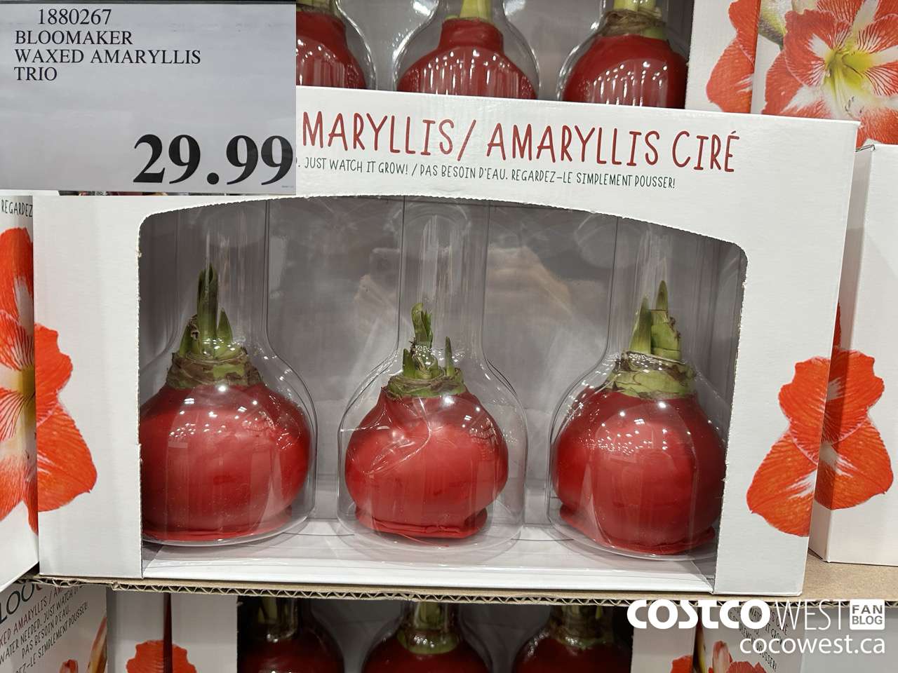 1880267 BLOOMAKER WAXED AMARYLLIS TRIO  $29.99