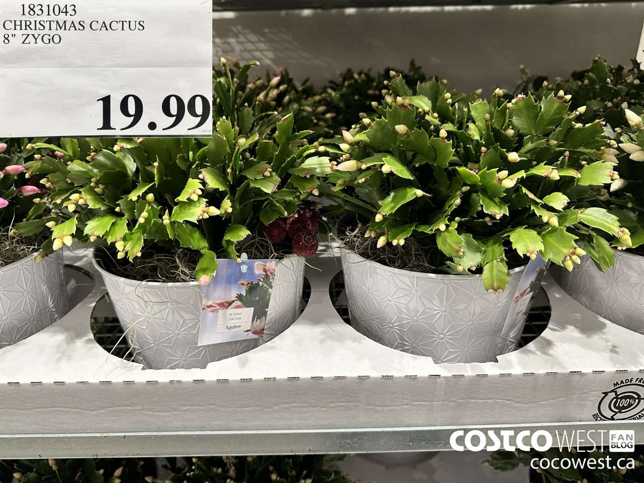 1831043 CHRISTMAS CACTUS 8