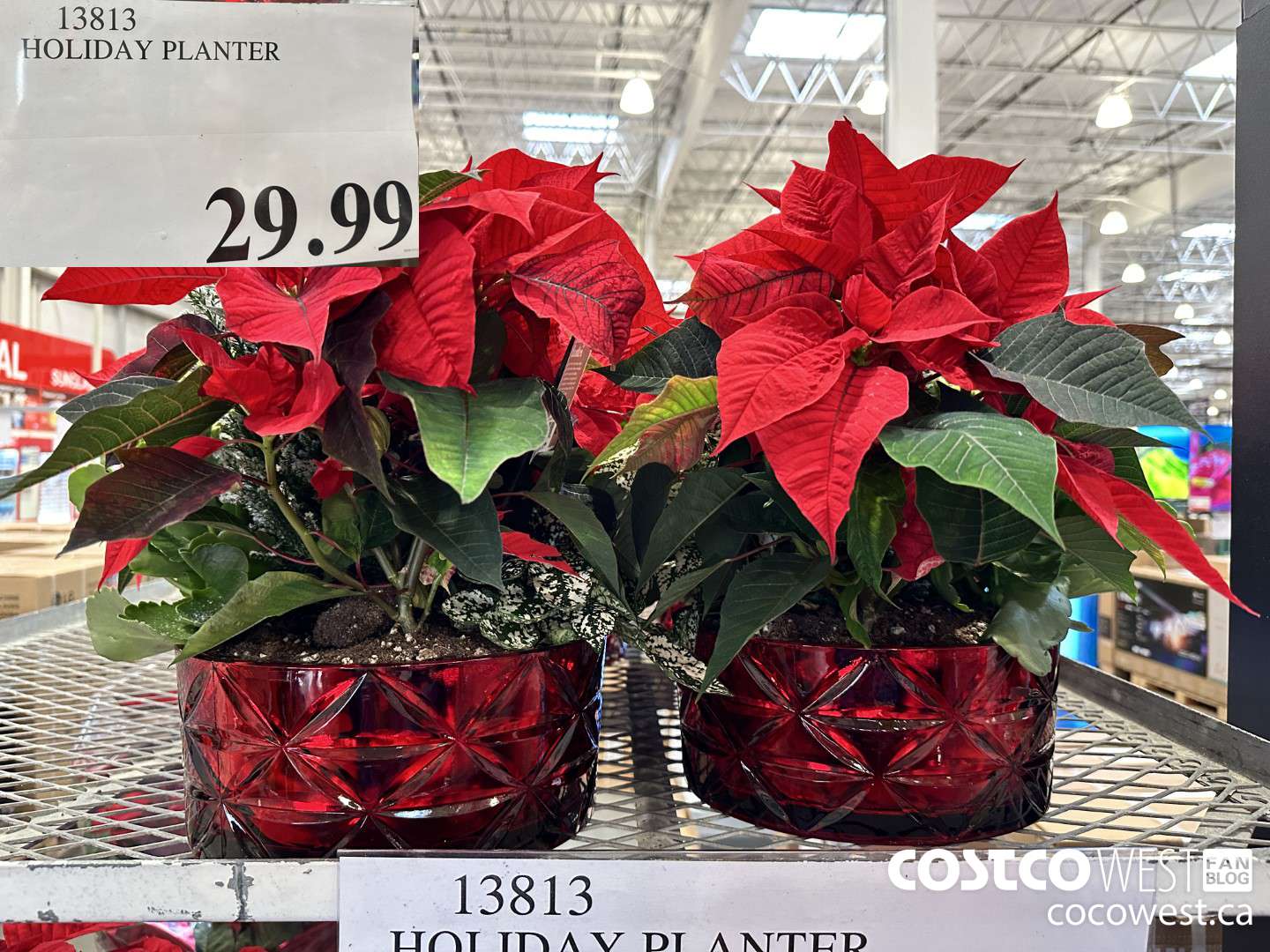 13813 HOLIDAY PLANTER $29.99