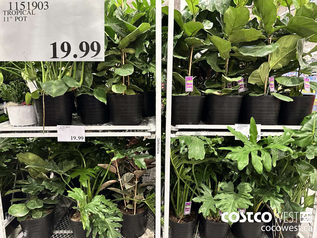 1151903 TROPICAL 11