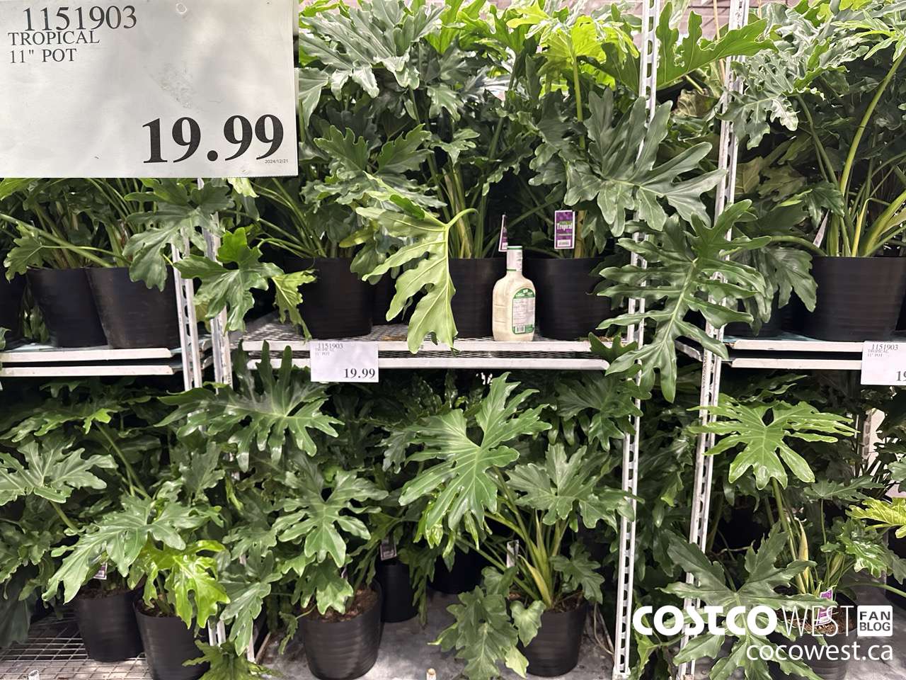 1151903 TROPICAL 11