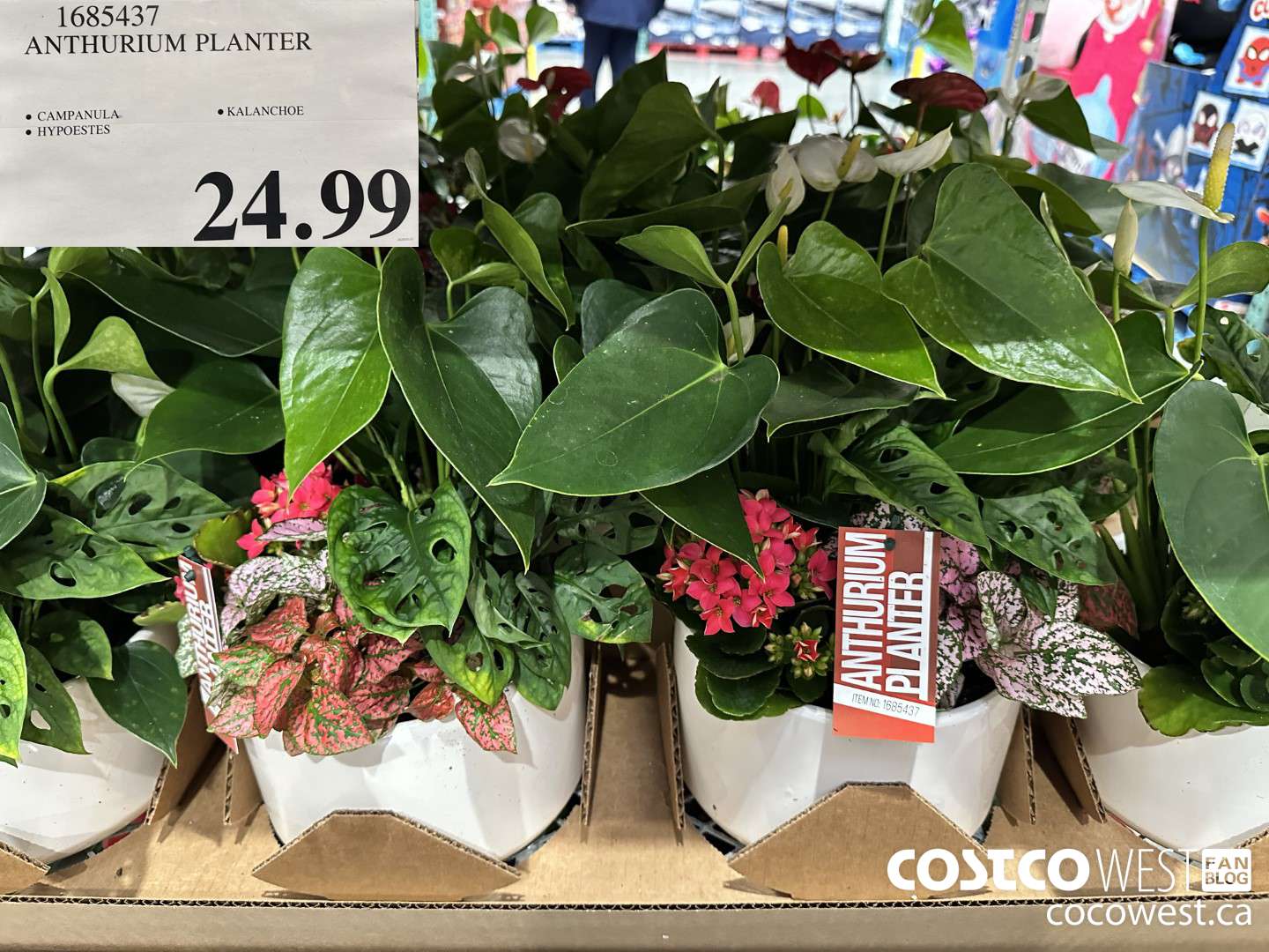 1685437 ANTHURIUM PLANTER $24.99