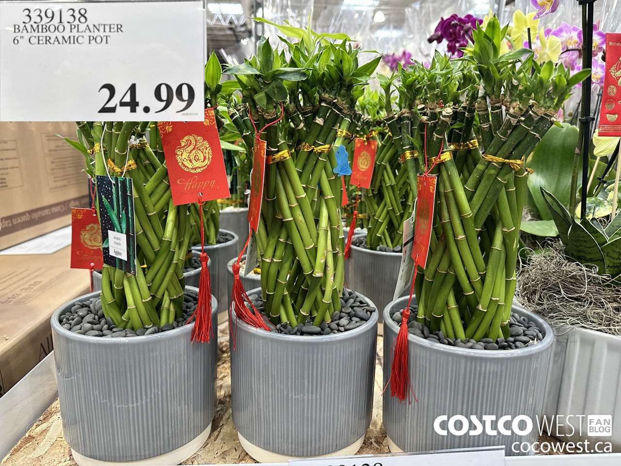 339138 BAMBOO PLANTER 6